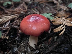 Gomphidius subroseus