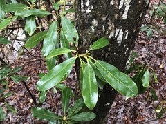 Rhododendron maximum