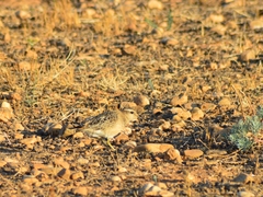 Charadrius morinellus