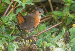 Laterallus melanophaius