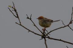 Cisticola angusticauda