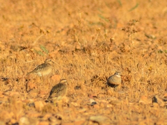 Charadrius morinellus