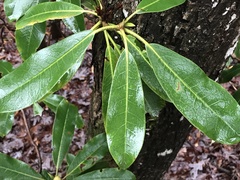 Rhododendron maximum