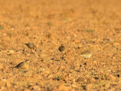 Charadrius morinellus