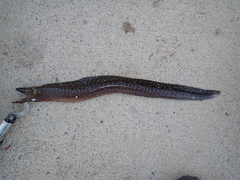 Gymnothorax undulatus