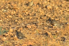 Charadrius morinellus