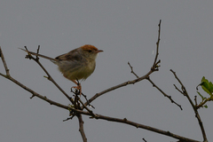 Cisticola angusticauda