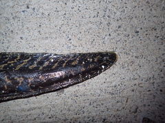 Gymnothorax undulatus