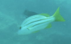 Lutjanus carponotatus