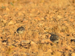 Charadrius morinellus
