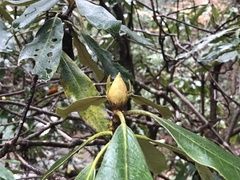 Rhododendron maximum