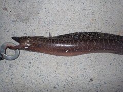 Gymnothorax undulatus