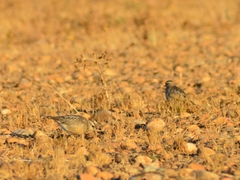 Charadrius morinellus