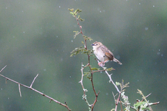 Cisticola brachypterus