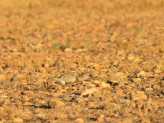 Charadrius morinellus