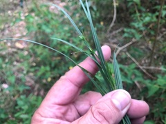 Scleria mackaviensis