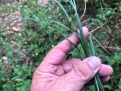 Scleria mackaviensis