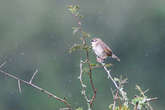 Cisticola brachypterus
