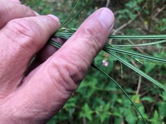 Scleria mackaviensis