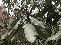 Rhododendron maximum