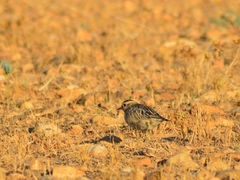 Charadrius morinellus