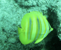 Chaetodon rainfordi