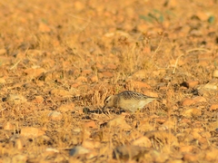 Charadrius morinellus