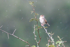 Cisticola brachypterus