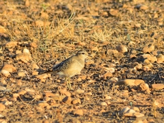 Charadrius morinellus