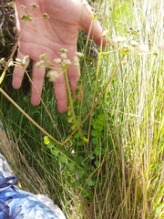 Anisotome aromatica