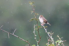 Cisticola brachypterus