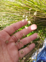 Anisotome aromatica