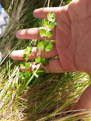 Anisotome aromatica