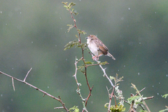 Cisticola brachypterus