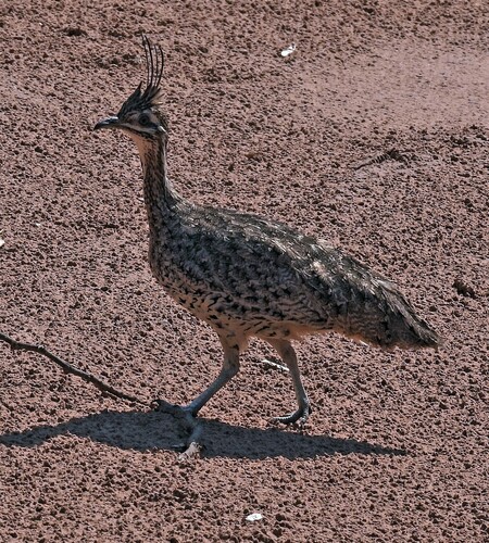 Quebracho Crested Tinamou (Eudromia formosa), photo 2
