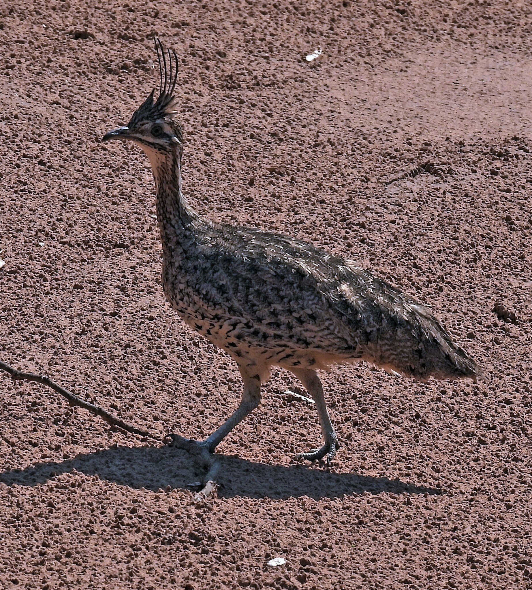 Quebracho Crested Tinamou (Eudromia formosa), photo 2