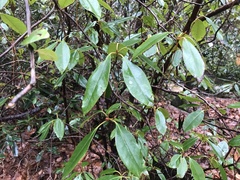 Rhododendron catawbiense