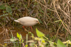 Laterallus leucopyrrhus