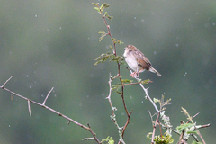 Cisticola brachypterus