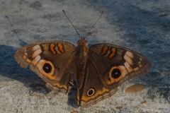 Junonia neildi