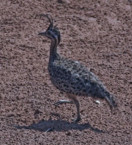 Quebracho Crested Tinamou (Eudromia formosa), photo 5