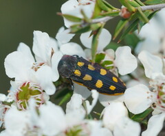 Castiarina xanthopilosa