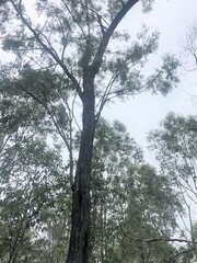 Eucalyptus crebra
