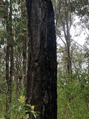 Eucalyptus crebra
