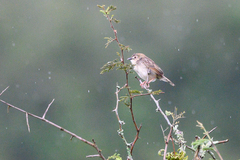 Cisticola brachypterus