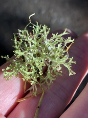 Platismatia stenophylla