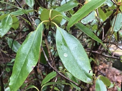 Rhododendron catawbiense