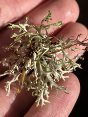 Platismatia stenophylla