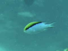 Chromis nitida