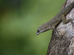 Anolis aeneus